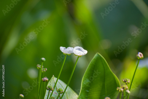 Macro shot of a white Echinodorus palifolius Mexican sword flower with soft bokeh.