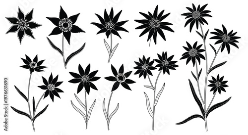 A collection of black and white flowers and stems