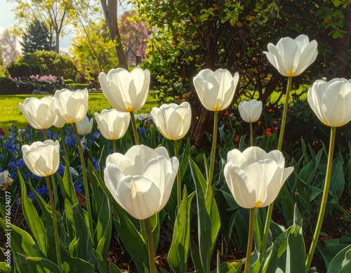 Beautiful white tulips blossom in a spring garden, showcasing the natural beauty of each floral petal and green leaf