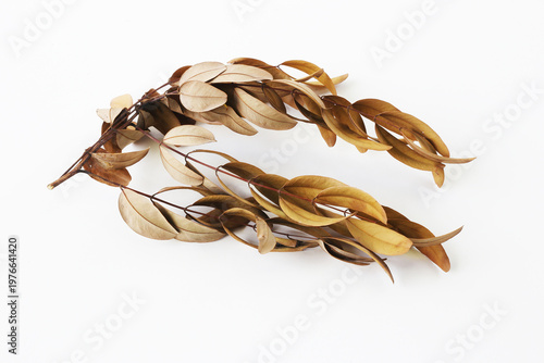 Fotografie Dried cassia leaves are a popular traditional herb that is sun-dried or oven-dried for storage and use in curries or other dishes throughout the year