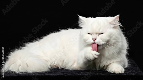 Elegant White Persian Cat Grooming on Black Background