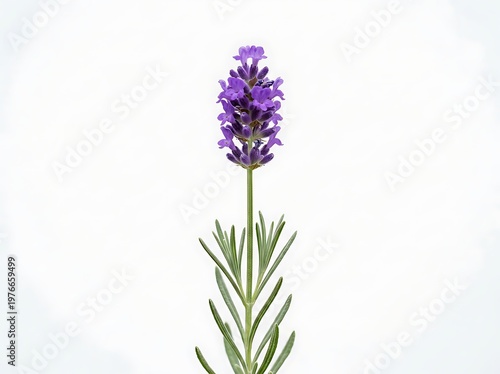 Lavender flower with purple petals and green leaves on stem isolated on white background  floral plant