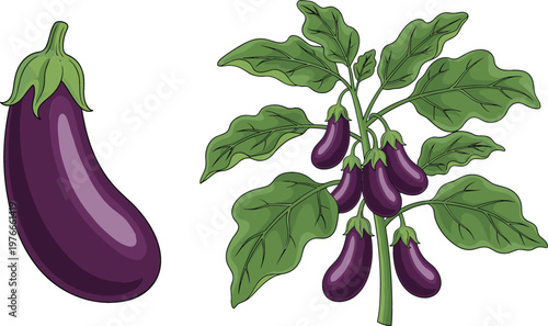 Fresh purple eggplant vegetable and eggplant plant with leaves botanical illustration healthy organic food agriculture vector design