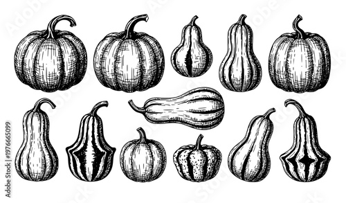 Hand drawn pumpkin and gourd set vector with butternut squash in vintage engraving style botanical collection