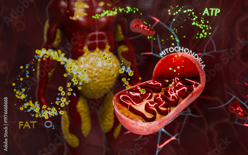 Cellular mitochondria generating ATP energy by combining fatty acids and oxygen in oxidative metabolism illustrating energy production, bioenergetics, and respiration processes inside human cells. 
