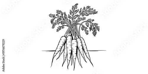 A detailed black and white line art illustration featuring a fresh bunch of harvested carrots Vector, illustration
