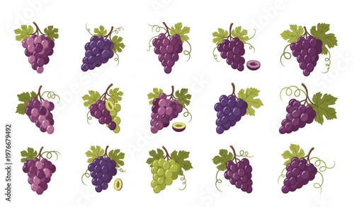 Grape Collection with Purple and Green Bunches Fresh Organic Fruit Elements Vineyard Harvest Set Isolated on White Background Vector Illustration