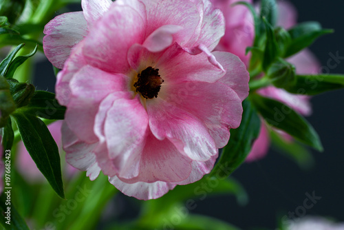 Close up of Pink Butterfly Ranunculus Flowers