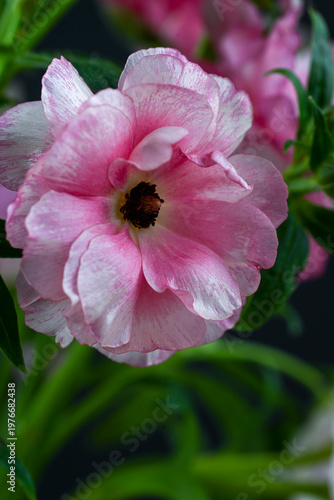 Close up of Pink Butterfly Ranunculus Flowers