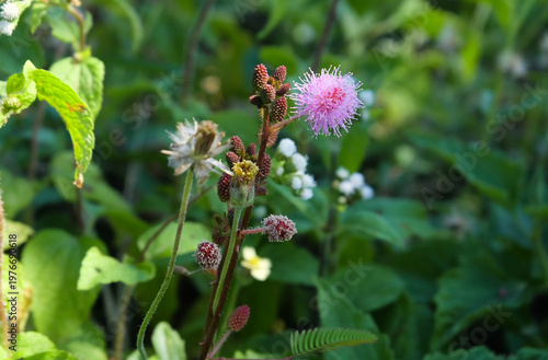 Roadside grasses and flowers.