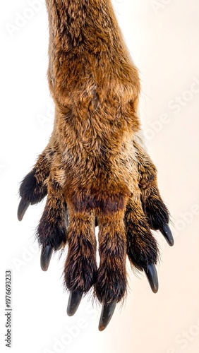 Close-up of a furry mammal paw with sharp black claws, isolated on white