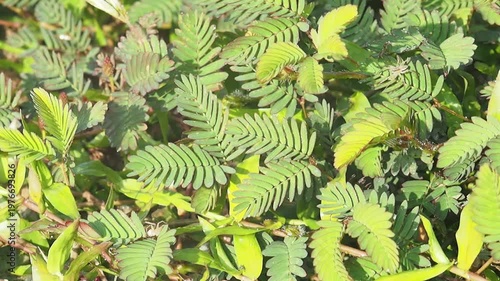 Green leaf plant foliage garden nature fresh leaf sunlight outdoor plant natural background summer foliage detail pattern texture ground cover