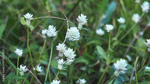 White clover flower wildflower meadow nature background with fresh green grass leaf outdoor spring garden scene peaceful wild weed growth meadow