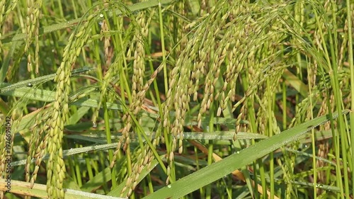 Green rice ear paddy field crop agriculture farm grass dew water drop morning sunlight cereal grain nature scene wet foliage outdoor harvest season
