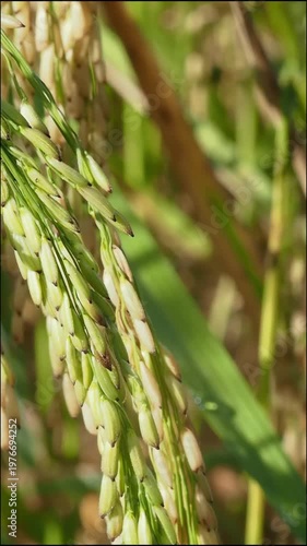 Close up rice ear rice plant paddy grain agriculture farm crop food nature field green rice plant agriculture crop cereal grain food production rural