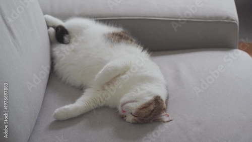 pet care concept with play and happy feeling with scottish cat in living room 