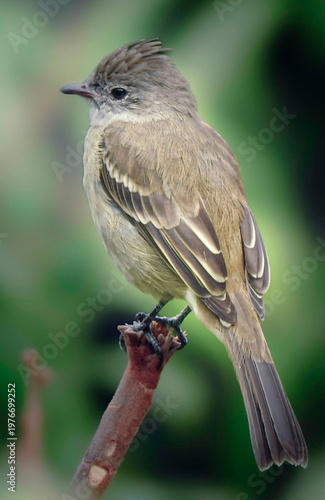 Photos Yellow-bellied elaenia perched on a branch