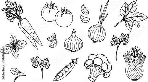Collection of organic vegetables featuring a carrot tomato garlic onion broccoli and fresh herbs drawn in a crisp black and white vector illustration style suitable for culinary designs and cooking