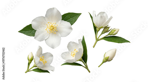 Photography Delicate white jasmine flowers and fresh green leaves, with blooming buds