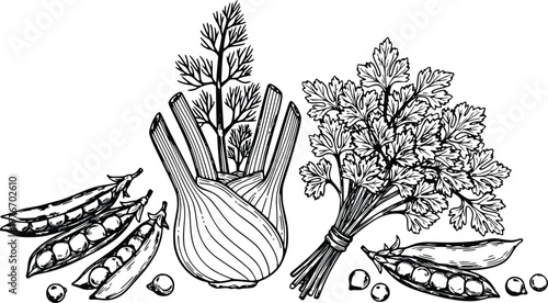 Hand-drawn black and white vector graphic illustration featuring fresh organic vegetables,bulb with fronds, parsley, and several open pea pods revealing plump green peas.
