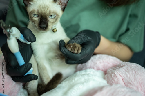 Cropped shot view of pet's owner using a nail clipper for cutting a cat's nails. Trimming a cat's claws every two to three weeks is an important part of maintaining your pet's health.