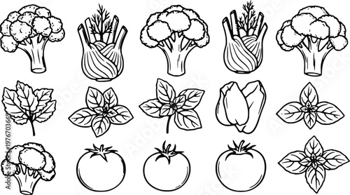 Detailed black and white vector illustration collection featuring various organic vegetable icons like broccoli stalks, fresh fennel bulbs, aromatic basil herb leaves and round tomato,culinary graphic