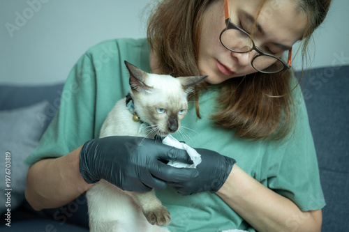 Pet's owner using wet wipes for cleaning kitten Siamese cat's paw. Use only specially formulated pet wipes to clean cat paws, as they are non-toxic, alcohol-free, and safe if lick.