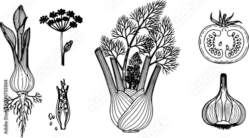 Black and white vector illustrations depicting various edible plants, including fennel, an onion-like bulb, a tomato cross-section, and a garlic clove, showcasing botanical accuracy in a graphic