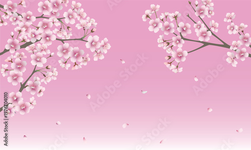 たくさんの桜の花（ピンク背景）