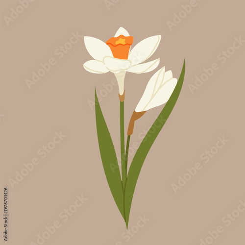 Daffodil flowers. White spring flowers. For seasonal design, floral decorations and botanical artwork.