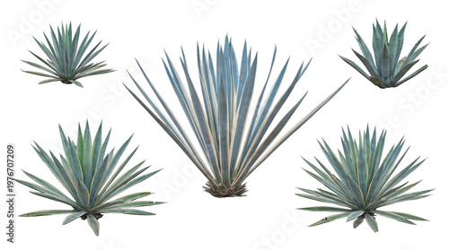 Dynamic assortment of spiky yucca-like plants with long, slender leaves, including variegated specimens, on transparent.