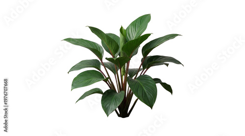 Bilde på lerret A flourishing tropical plant featuring large, deep green leaves with reddish stems