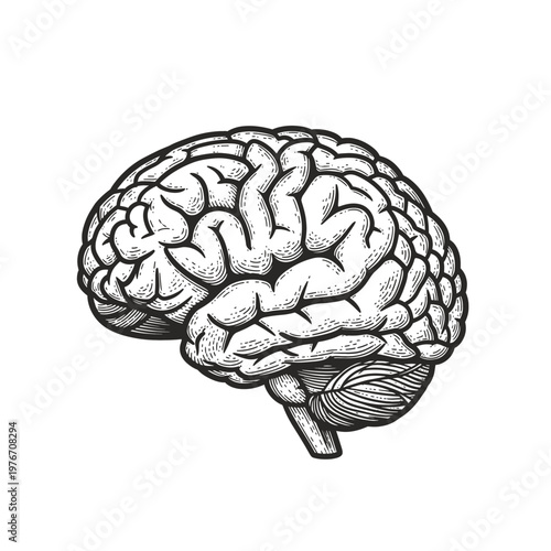 Human brain - vintage illustration