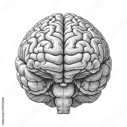 Human brain - vintage illustration