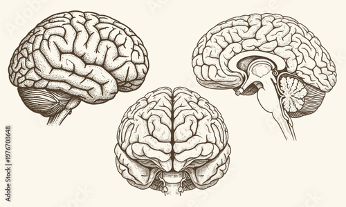Human brain in three planes. hand drawn illustration