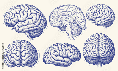 Human brain in three planes. hand drawn illustration