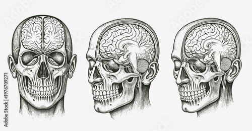 Human brain in three planes. hand drawn illustration