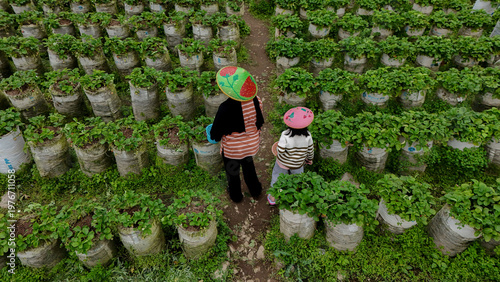 Tourists Picking Strawberries at Ciwidey Hills Bandung