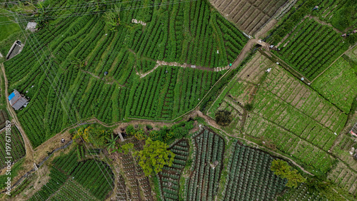 Strawberry Plantation Landscape in Ciwidey Hills Bandung