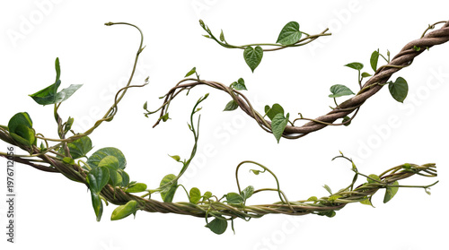 Schilderij op canvas Multiple intertwined tropical jungle lianas and lush green foliage, isolated on a transparent background
