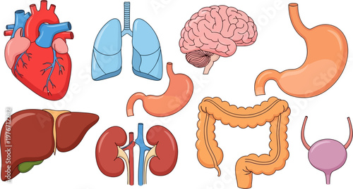 A collection of colorful cartoon illustrations depicting various human internal organs such as the heart, lungs, brain, stomach, liver, kidneys, large intestine, and bladder.