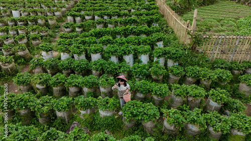Bandung, March 26, 2026. Tourists Picking Strawberries at Ciwidey Hills Bandung