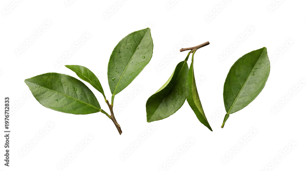 Fototapeta premium Fresh green leaves and small branches with water droplets, isolated on a transparent background.