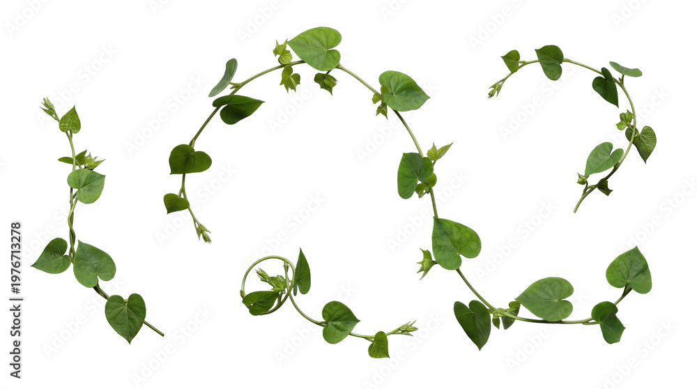 Fototapeta premium Lush green heart-shaped foliage on winding plant vines, a versatile botanical cutout for creative projects.