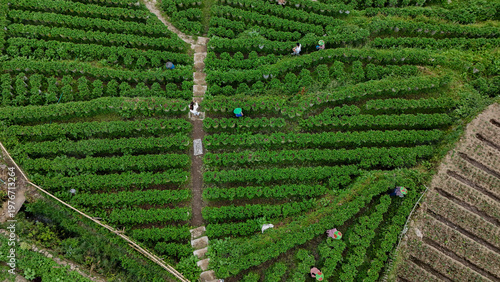 Strawberry Plantation Landscape in Ciwidey Hills Bandung