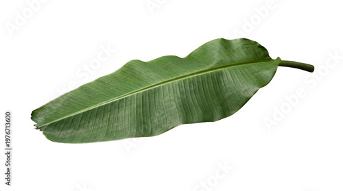 Bild auf Leinwand Isolated photograph of a single fresh, large green banana leaf with visible veins, perfect for tropical designs