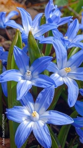 A close-up of vibrant blue flowers with green leaves (1)