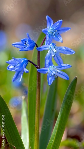 A close-up of vibrant blue flowers with long green leaves
