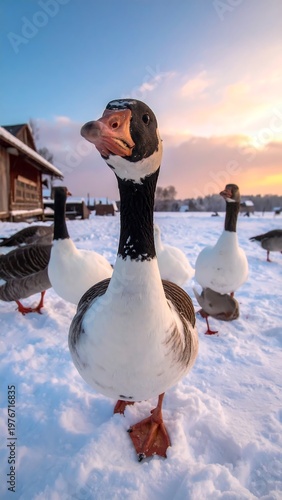 Close-up of a goose, snowy field with several others. Sky with soft colours