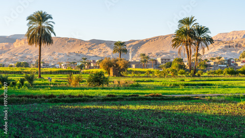 Photos Rural Landscape with Mosque in Luxor, Egypt